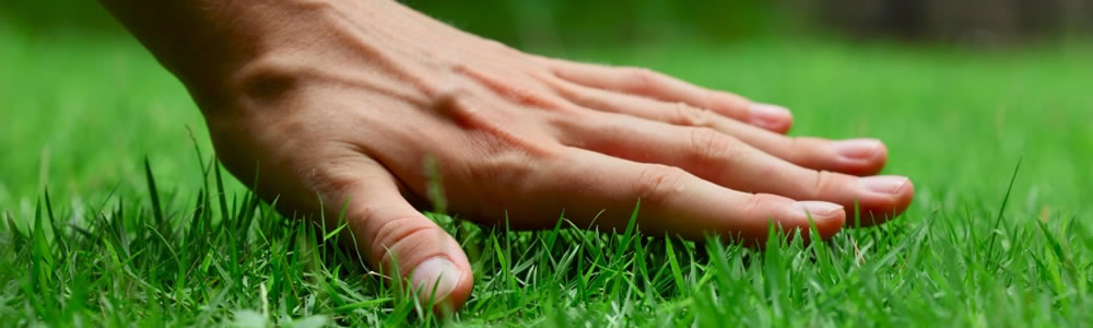 tappeti erbosi - prato pronto - prato a zolle - prato a rotoli